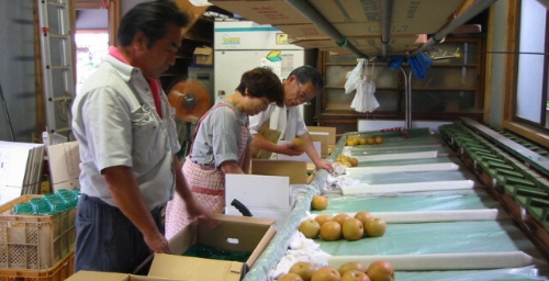 梨の梱包作業